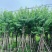 宫粉紫荆12-20