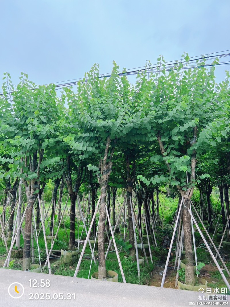 宫粉紫荆12-20