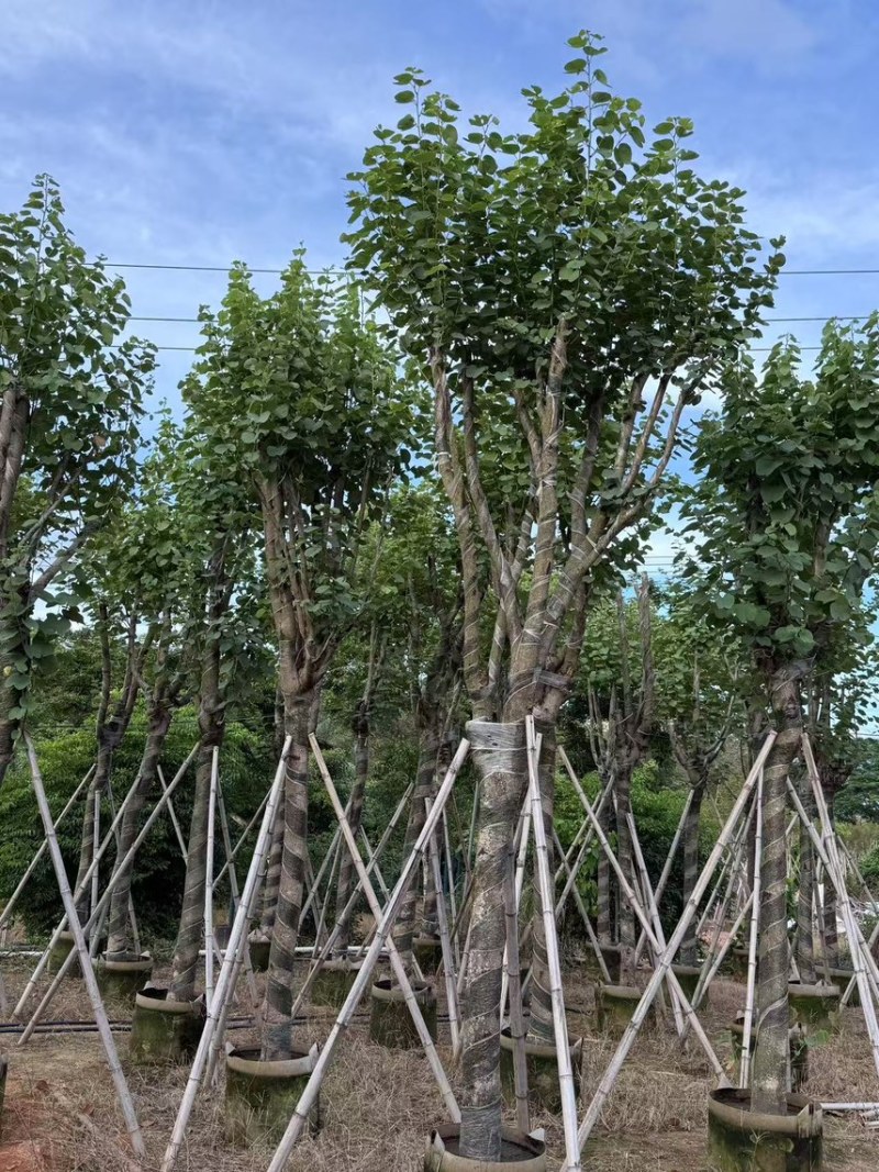 宫粉紫荆12-20