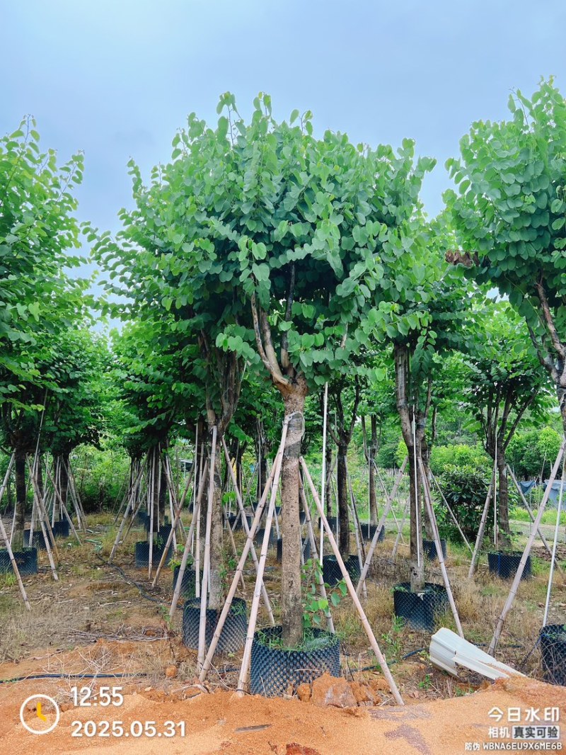 宫粉紫荆12-20