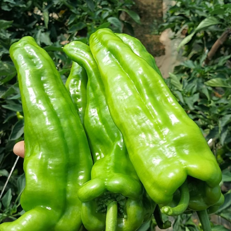 蔬菜代‘办
