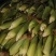 【荐】精品白玉米鲜玉米棒子糯玉米对接全国电商市场
