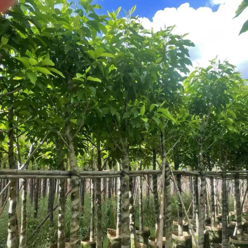 自产自销白玉兰