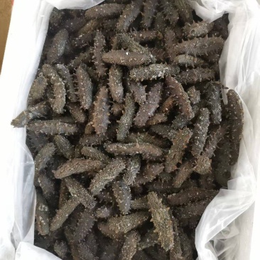 【实力】霞浦即食海参/自产自销/价格美丽/福建优质海参