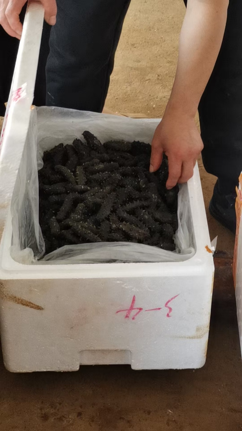 【实力】霞浦即食海参/自产自销/价格美丽/福建优质海参