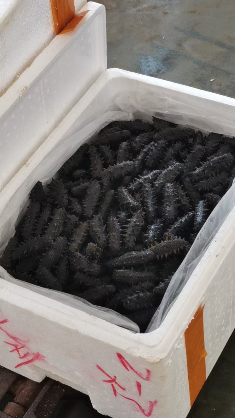 【实力】霞浦即食海参/自产自销/价格美丽/福建优质海参