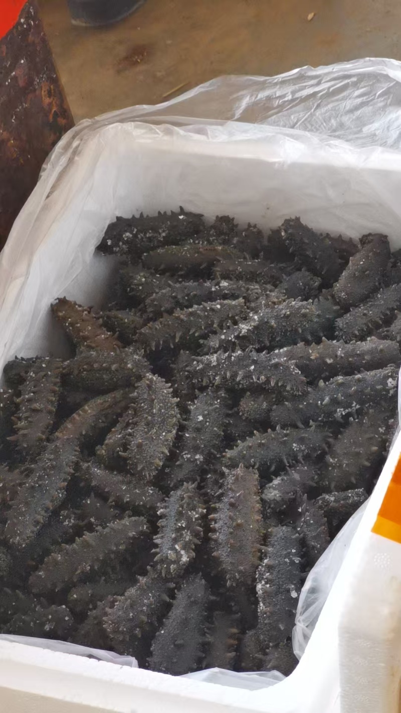 【实力】霞浦即食海参/自产自销/价格美丽/福建优质海参