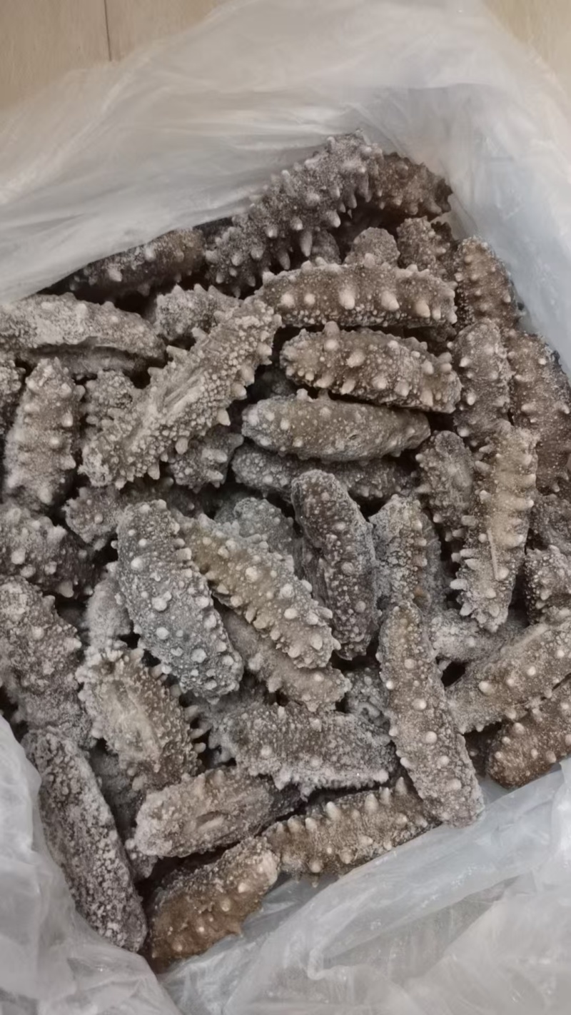 【实力】霞浦即食海参/自产自销/价格美丽/福建优质海参