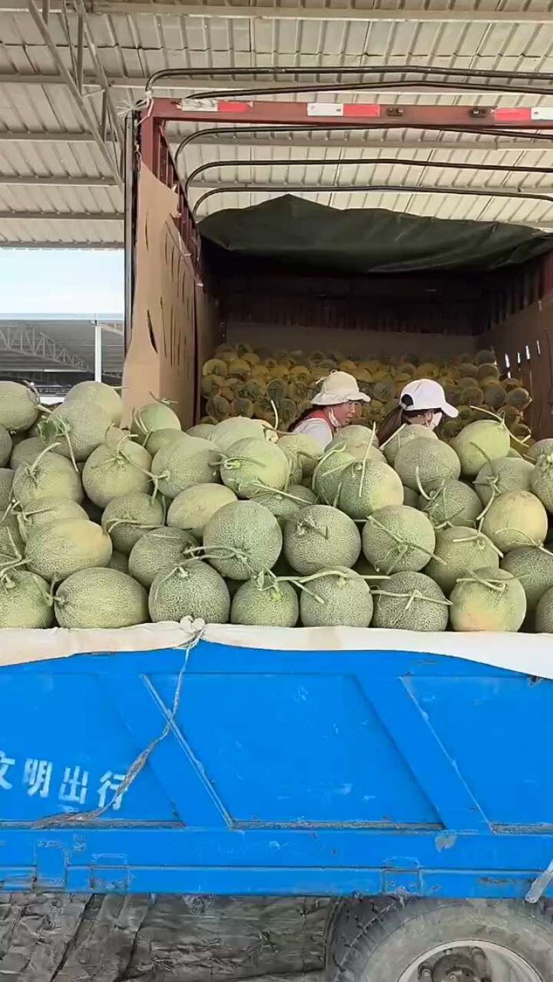 晓蜜25号民勤沙漠蜜瓜甜若初恋一手货源质量三包按需发货