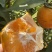 云南高山沃柑现摘应季水果橘子当季薄皮柑橘，对接商超市场
