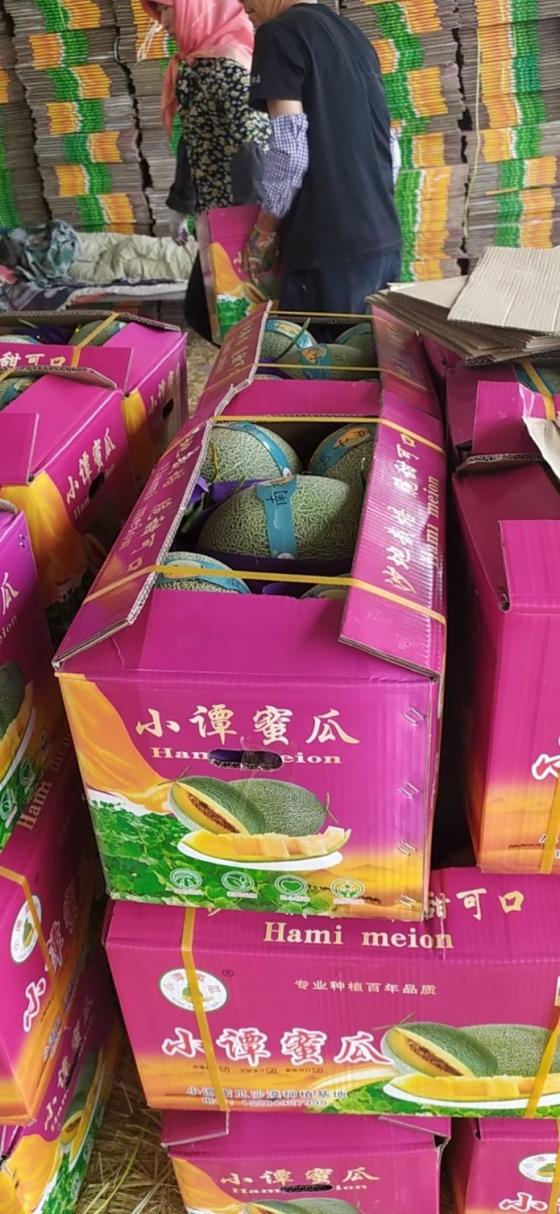 晓蜜25号民勤沙漠蜜瓜甜若初恋一手货源质量三包按需发货