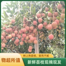 精品荔枝笑子妃荔枝，产地一手货源，全国发货。