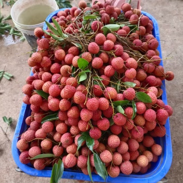 高州桂味