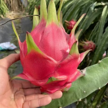 勐海火龙果