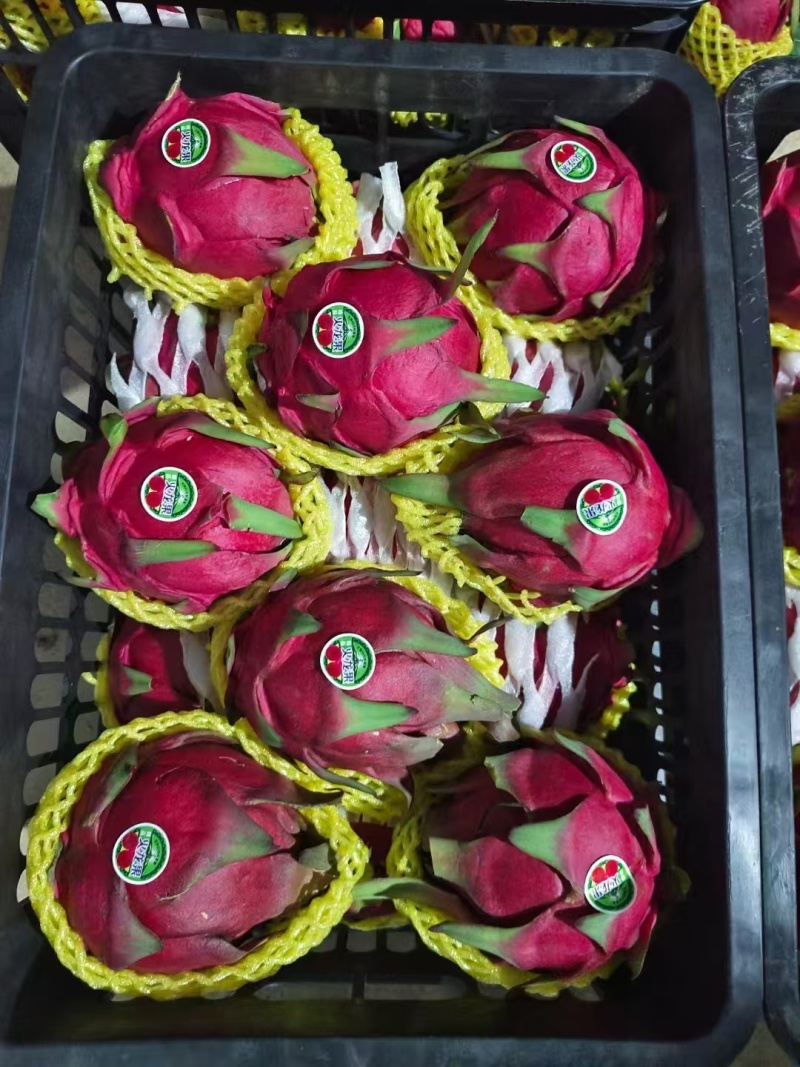 勐海火龙果