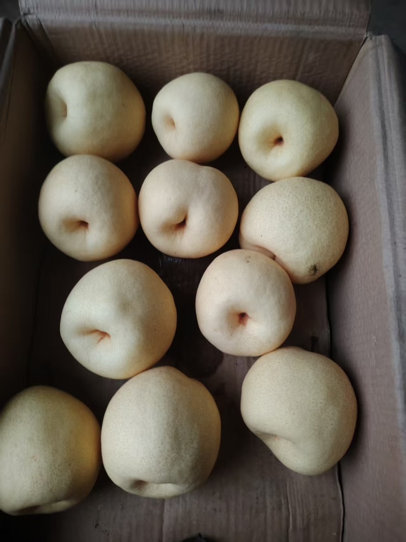 山西平遥酥梨水果无渣脆甜多汁皮薄肉厚对接商超