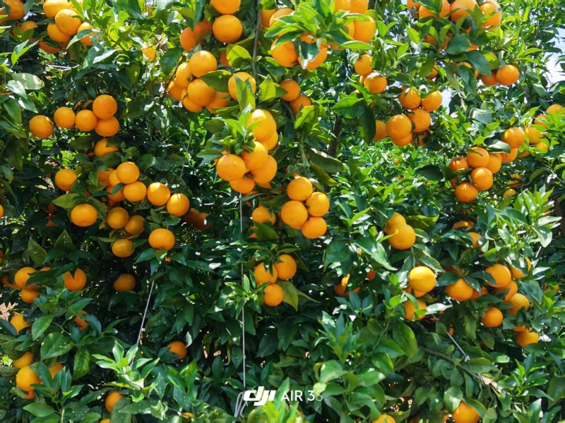 云南精品沃柑，柑橘现摘现发，坏果包赔欢迎来电咨询
