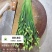 鲜菜现发韭菜苔