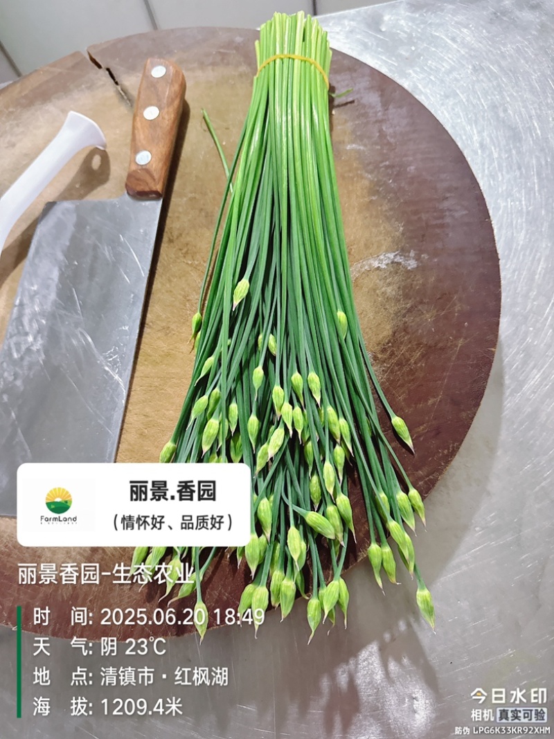 鲜菜现发韭菜苔