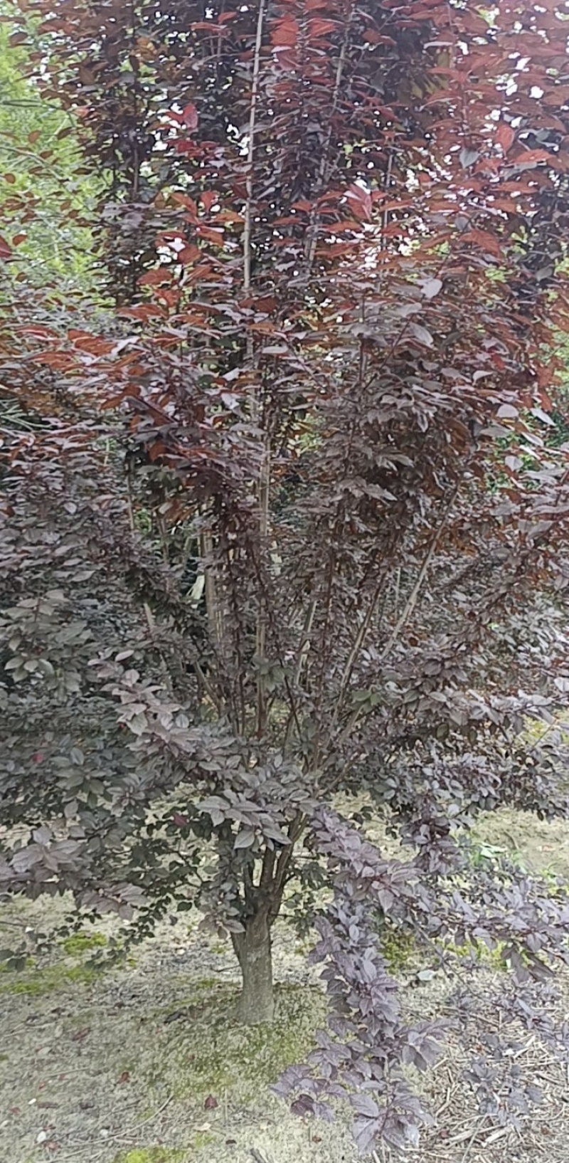 红叶李紫叶李，高低分枝都有，各种规格8-15公分。