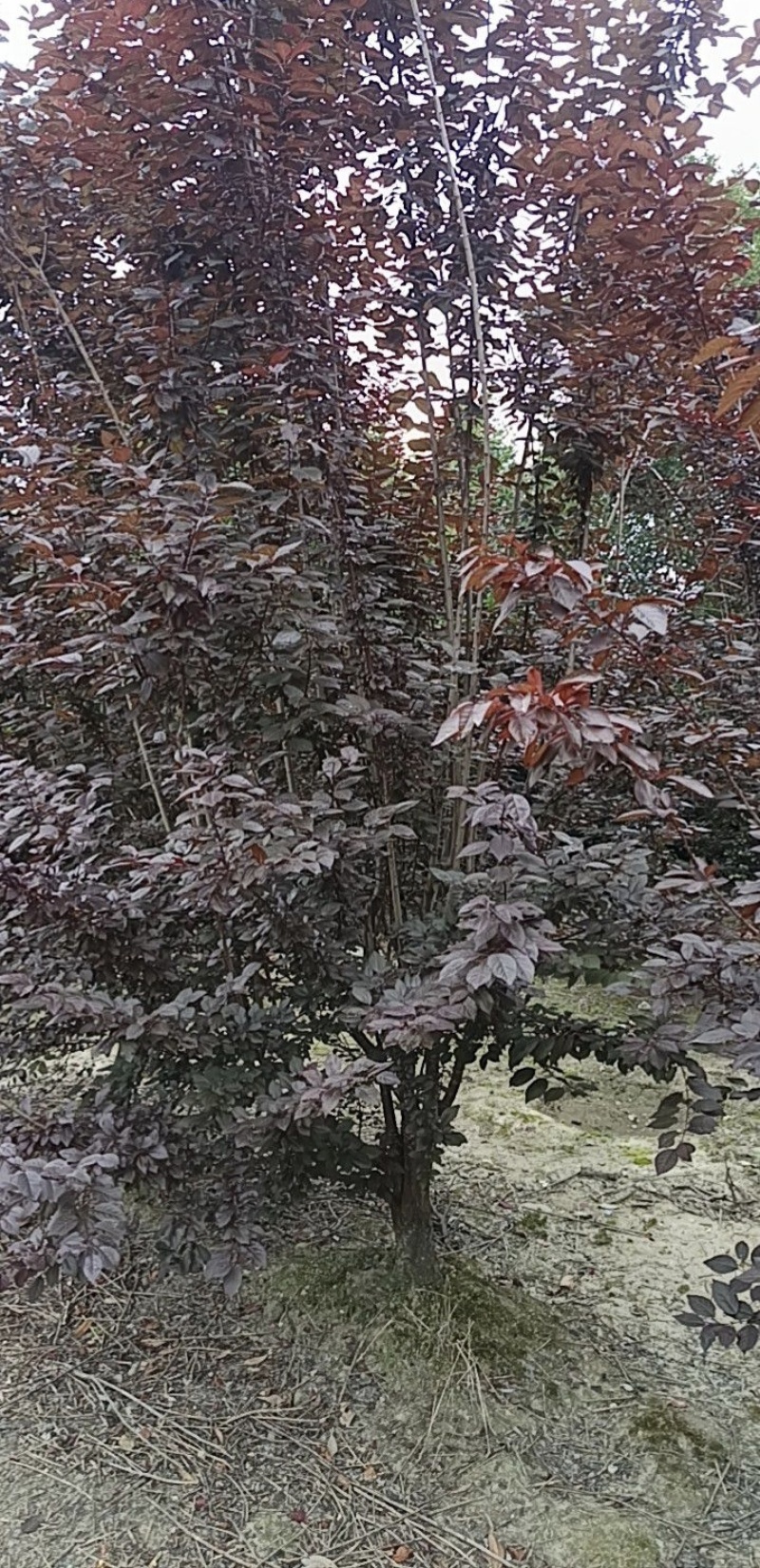 红叶李紫叶李，高低分枝都有，各种规格8-15公分。