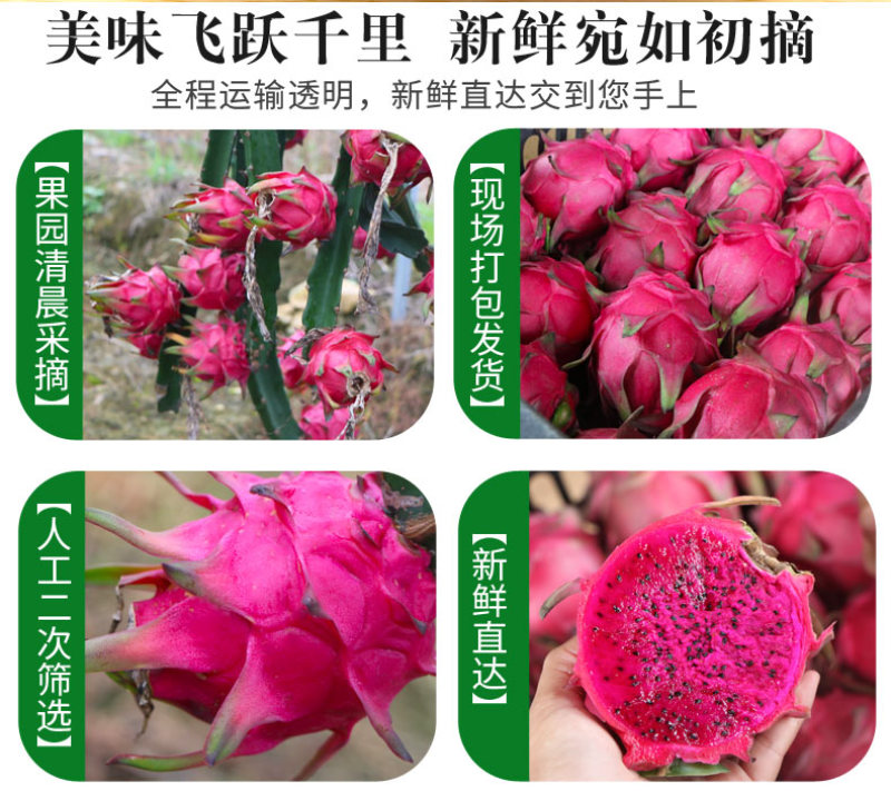 现货一件代发广西红心火龙果金都一号当季新鲜现摘水果供电商