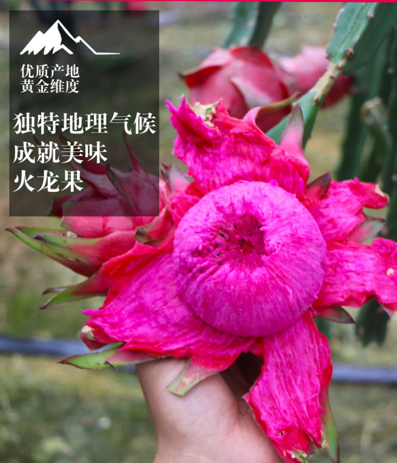 现货一件代发广西红心火龙果金都一号当季新鲜现摘水果供电商