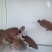 红瓜子斑苗~红瓜子斑鱼苗~红瓜子斑鱼苗~红瓜子斑鱼苗~红