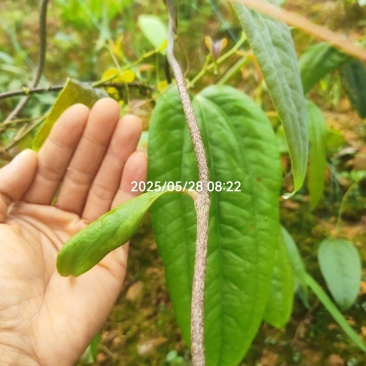 精品土茯苓苗，产量高，好种，易管理，支持技术服务，
