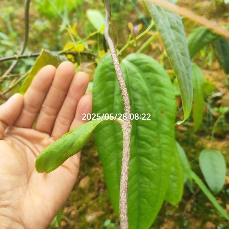 精品土茯苓苗，产量高，好种，易管理，支持技术服务，