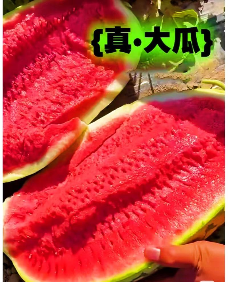 正宗宁夏万亩硒砂瓜月底上市，产地直供需要货源的支预订。