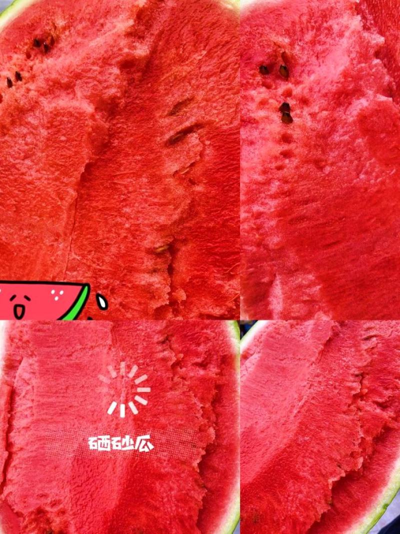 正宗宁夏万亩硒砂瓜月底上市，产地直供需要货源的支预订。