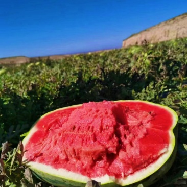 正宗宁夏万亩硒砂瓜月底上市，产地直供需要货源的支预订。
