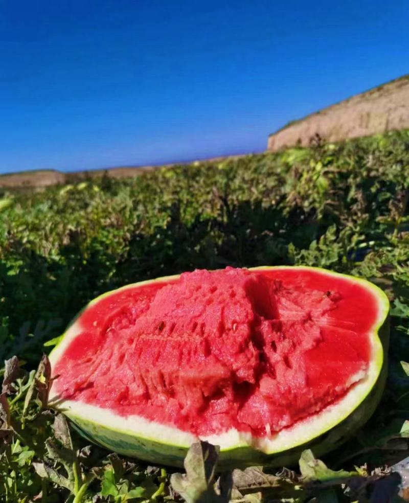正宗宁夏万亩硒砂瓜月底上市，产地直供需要货源的支预订。