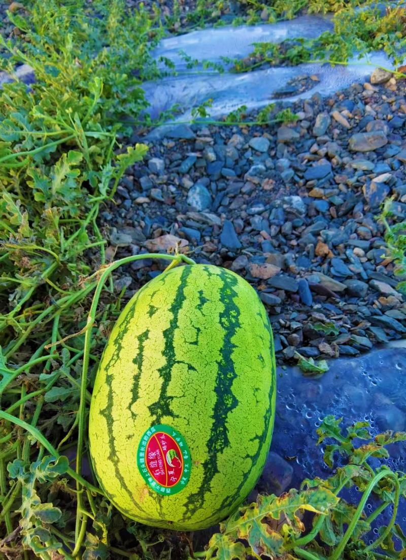 正宗宁夏万亩硒砂瓜月底上市，产地直供需要货源的支预订。