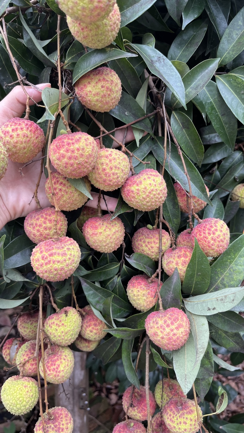 香山鸡嘴荔枝