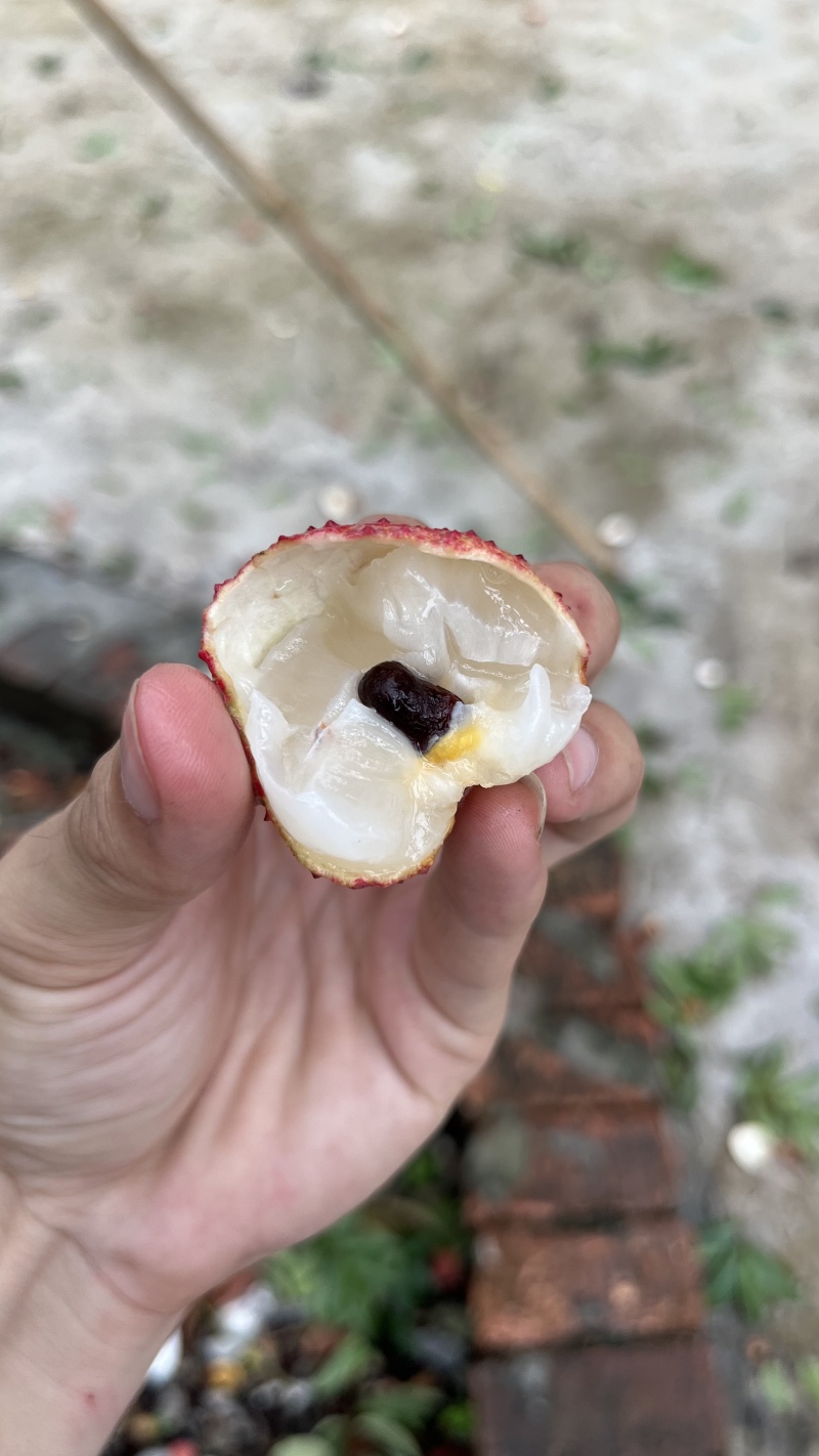 香山鸡嘴荔枝