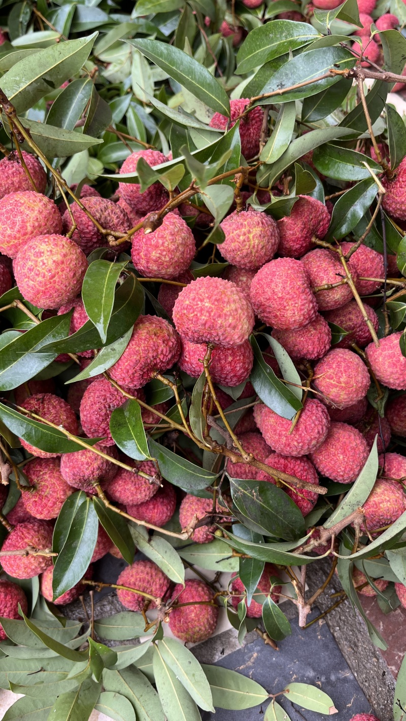 香山鸡嘴荔枝