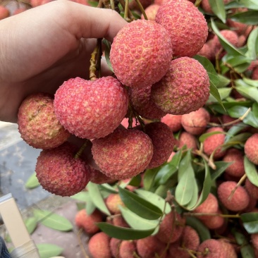 香山鸡嘴荔枝