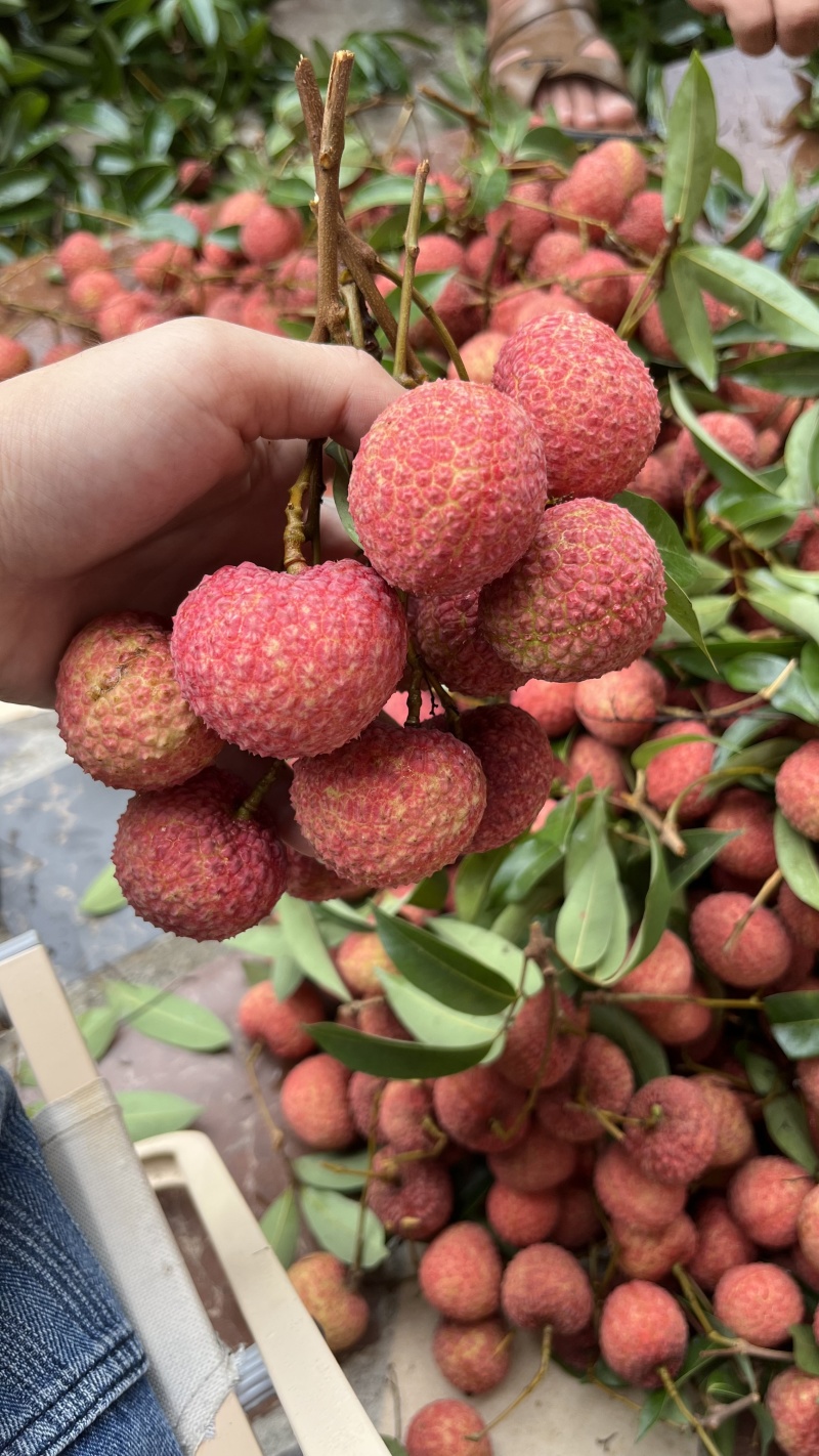 香山鸡嘴荔枝