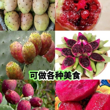 滇红