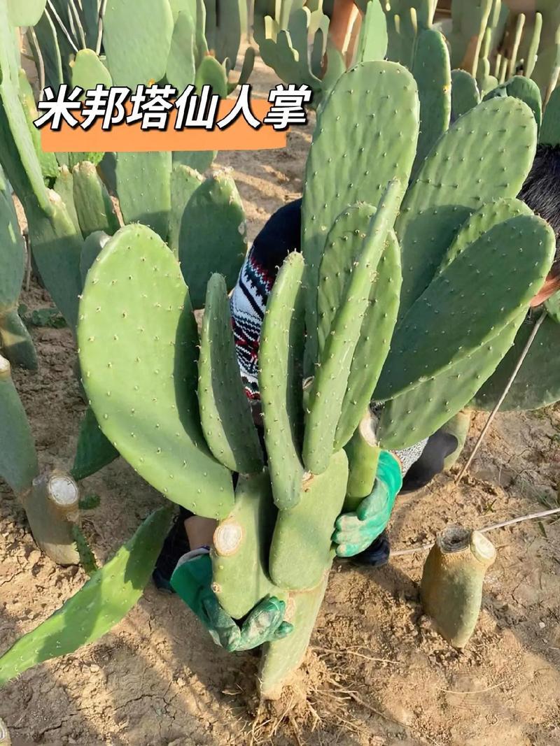 滇红