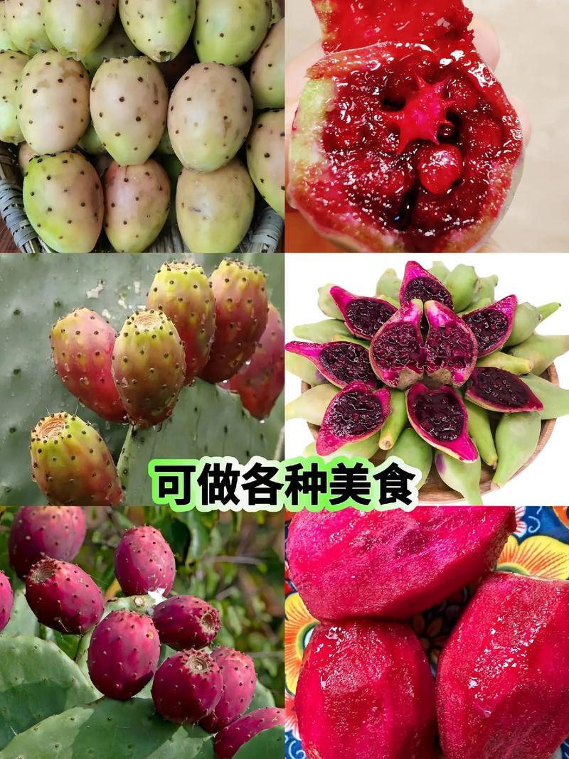 滇红