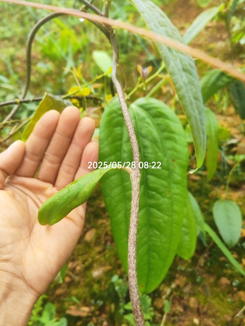精品土茯苓苗，产量高，好种，易管理，支持技术服务，