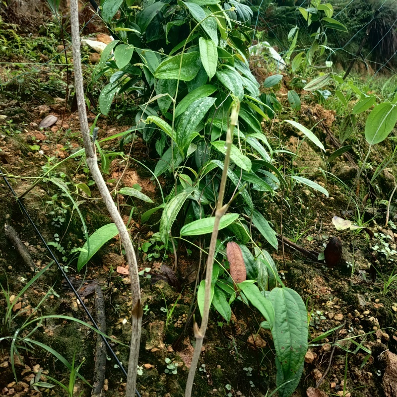 精品土茯苓苗，产量高，好种，易管理，支持技术服务，