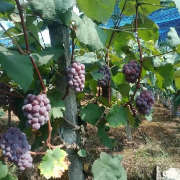 重庆璧山蜜丽葡萄