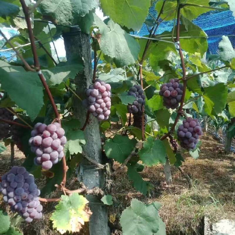 重庆璧山蜜丽葡萄