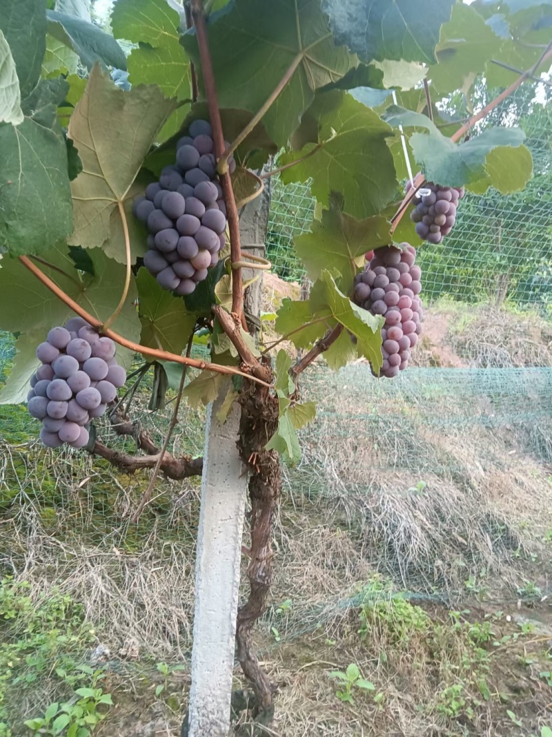 重庆璧山蜜丽葡萄