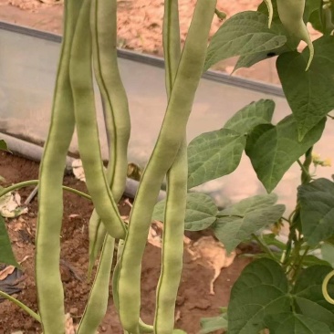 大棚各种蔬菜开始上市，.尖椒.青椒.螺丝椒。白豆角