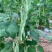 大棚各种蔬菜开始上市，.尖椒.青椒.螺丝椒。白豆角